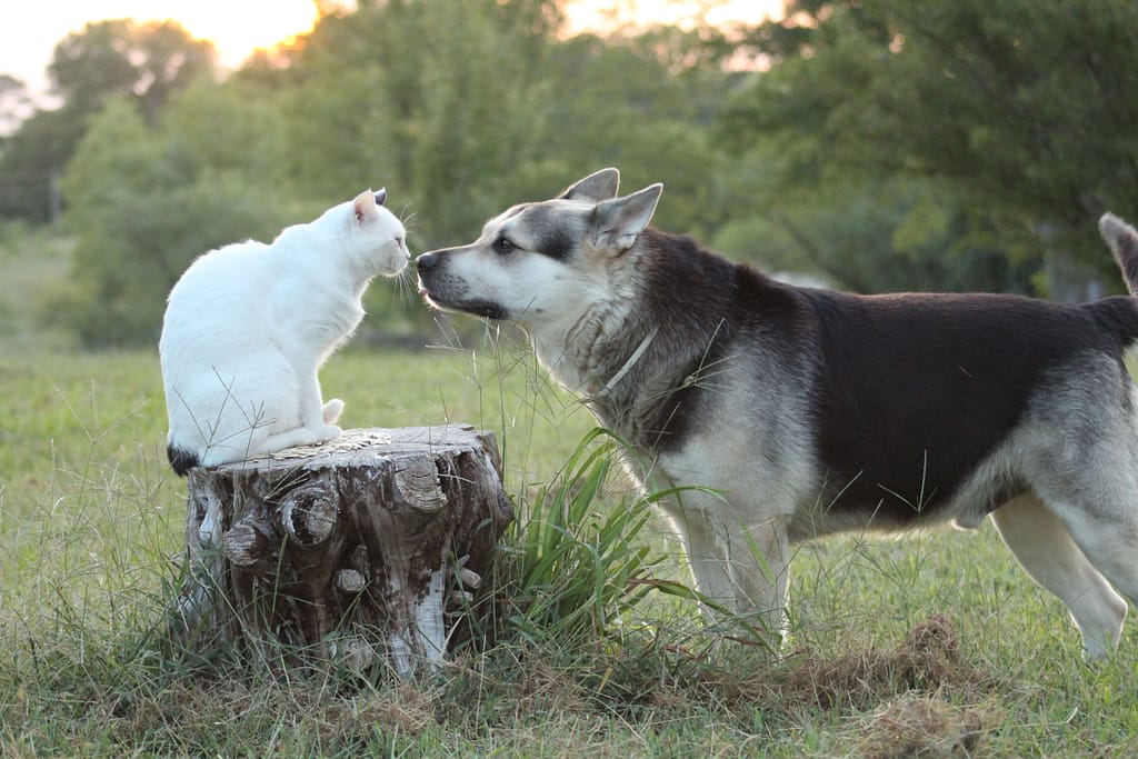 Avis soins animaux